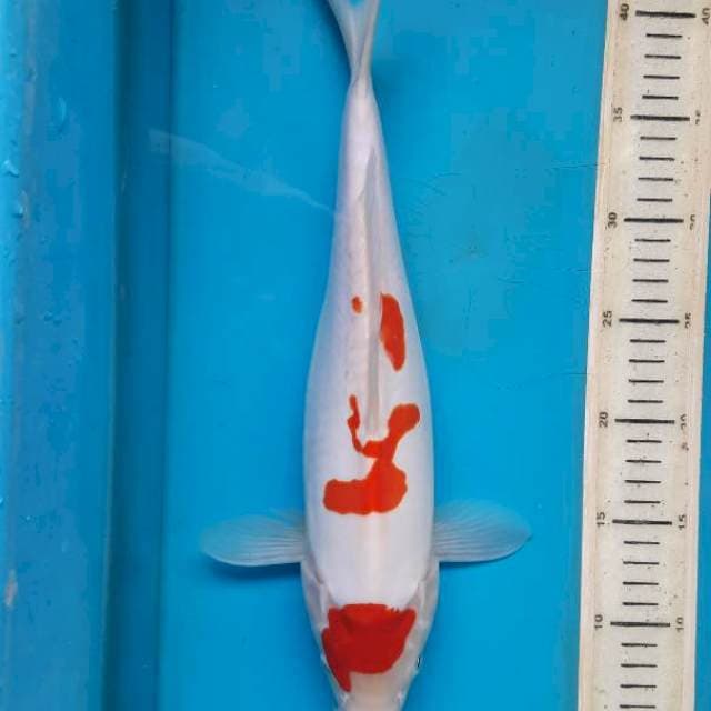 Doitsu kohaku female 38cm