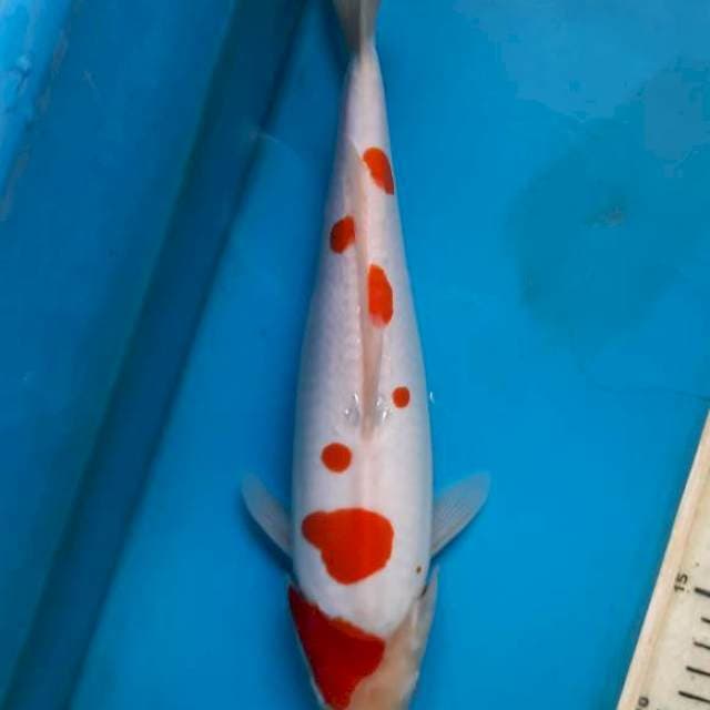 Doitsu kohaku male 32cm