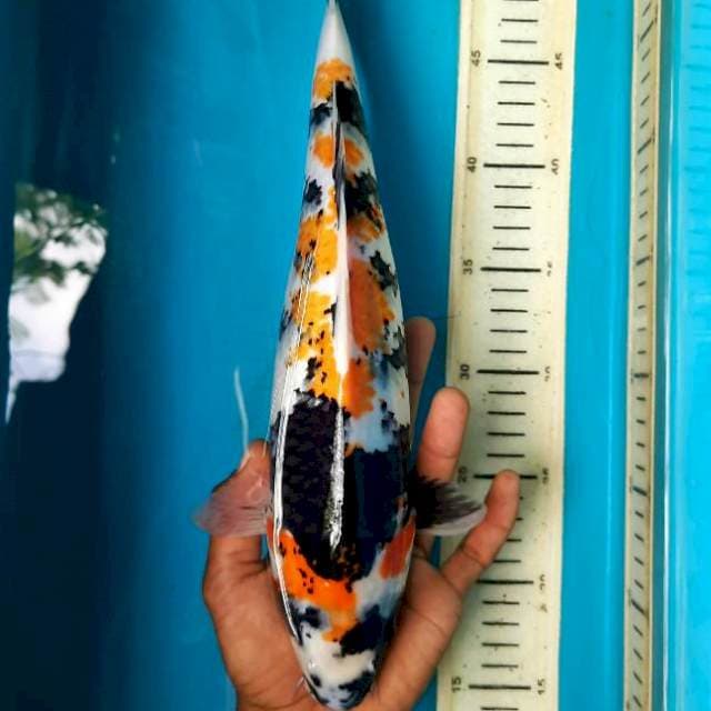 Kanoko showa female 35cm