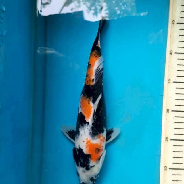 Showa female 30cm
