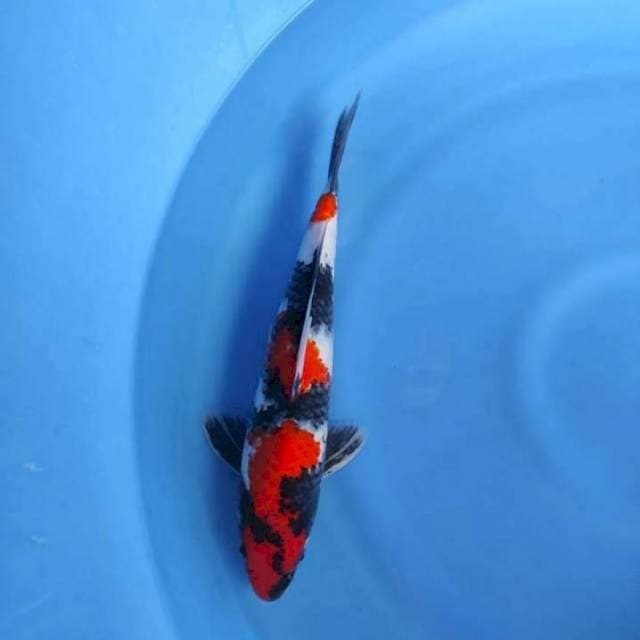 Showa 33cm, Jantan