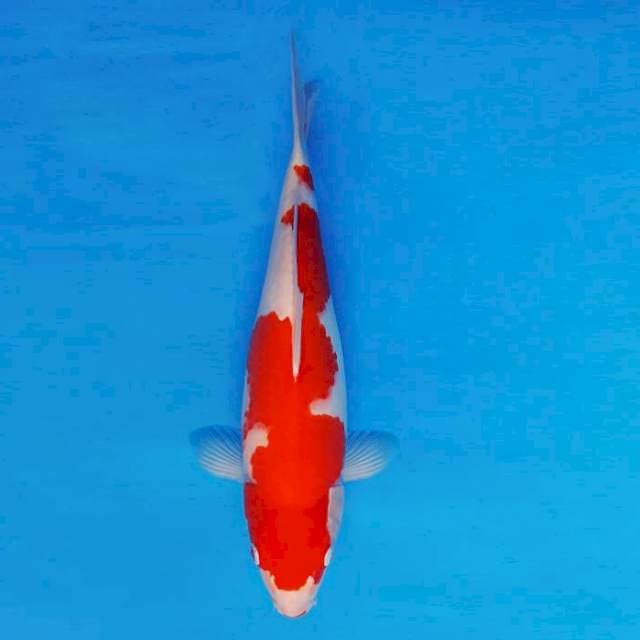 MUSASHI 1 - KOHAKU ®