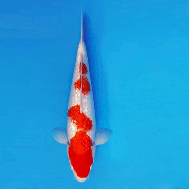 MUSASHI 14 - KOHAKU GIN RIN ®