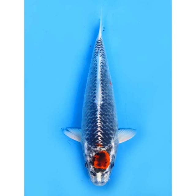 Tancho Ghosiki Bahan - 31cm
