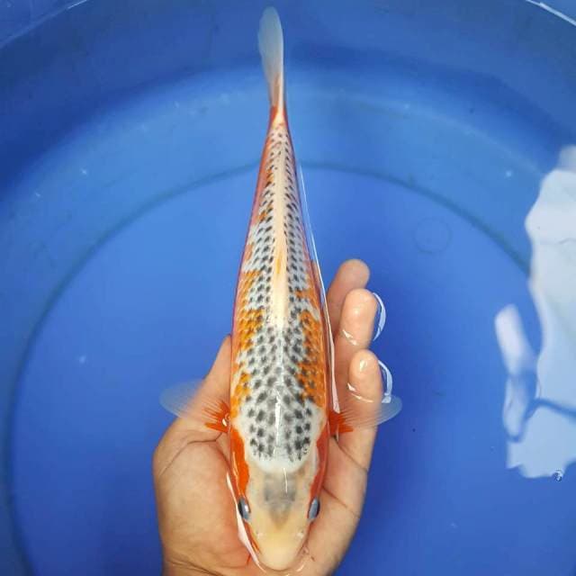 A1 ~ ASAGI 29CM