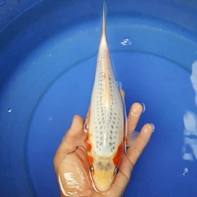 A3 ~ ASAGI 29CM