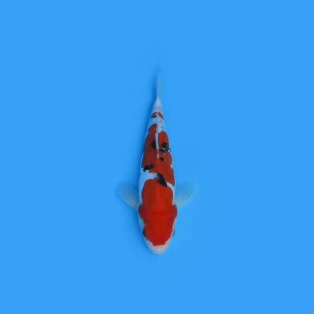 27CM - SANKE DOITSU