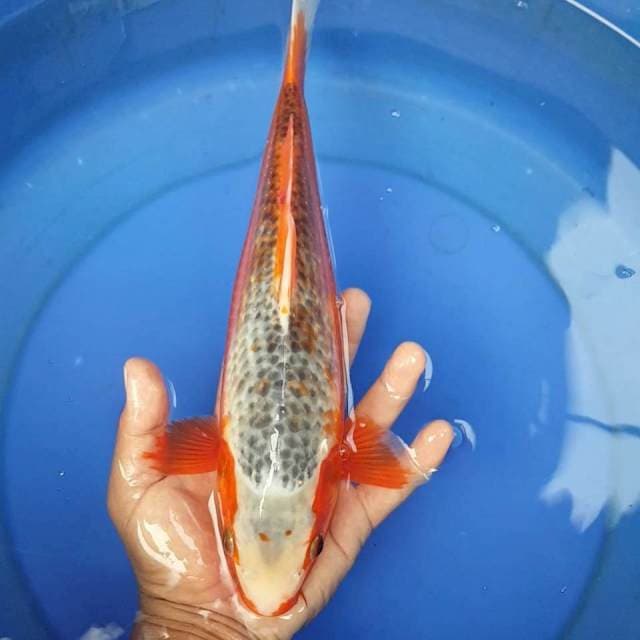 A5 ~ ASAGI 34CM
