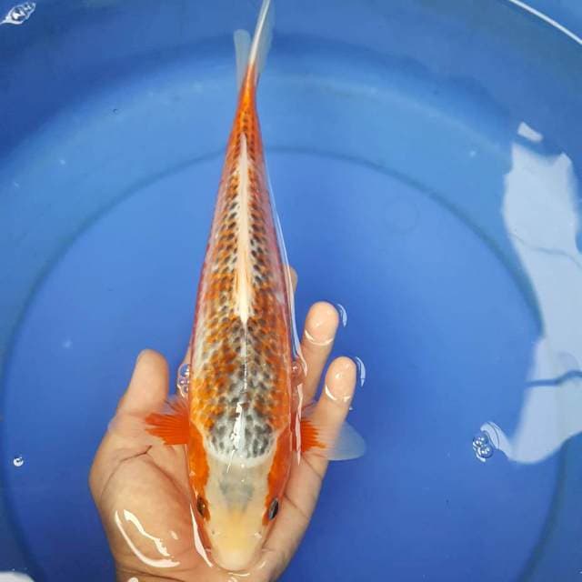 A7 ~ ASAGI 31CM