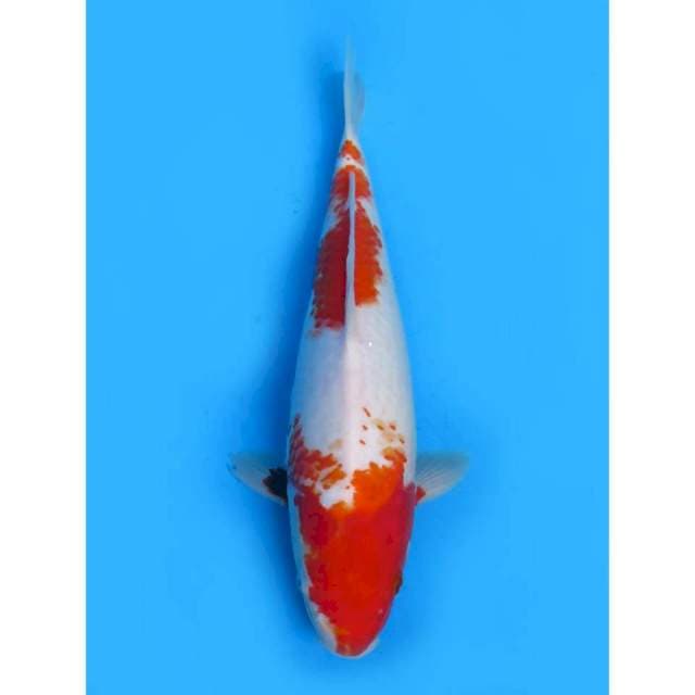 F1 JT Kohaku - 32cm