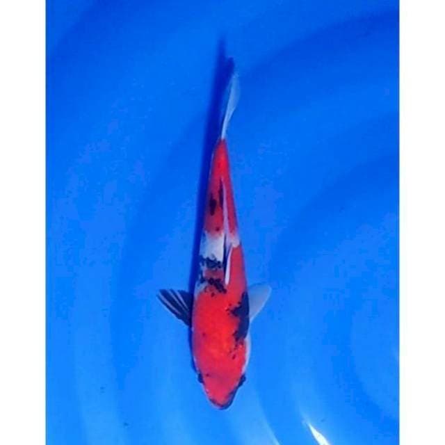 2step Showa Sanshoku 22cm (M)