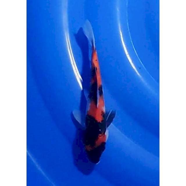 Showa Sanshoku Original 21cm (F)
