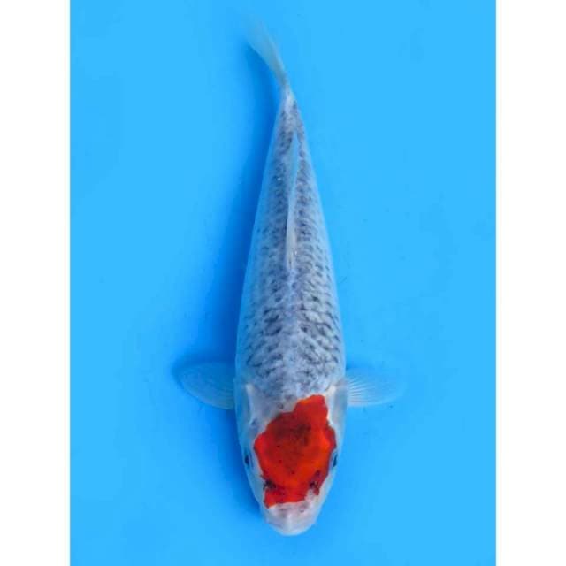 Tancho Ghosiki Ori - 30cm