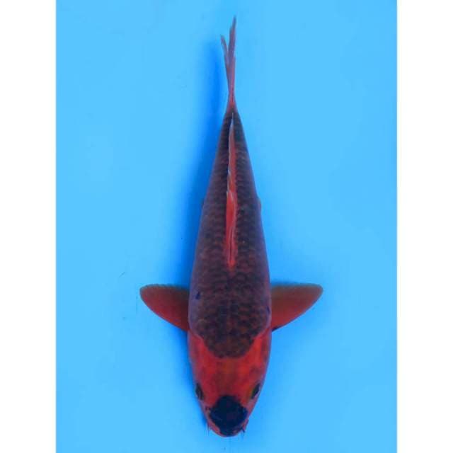 Red Matsuba - 28cm