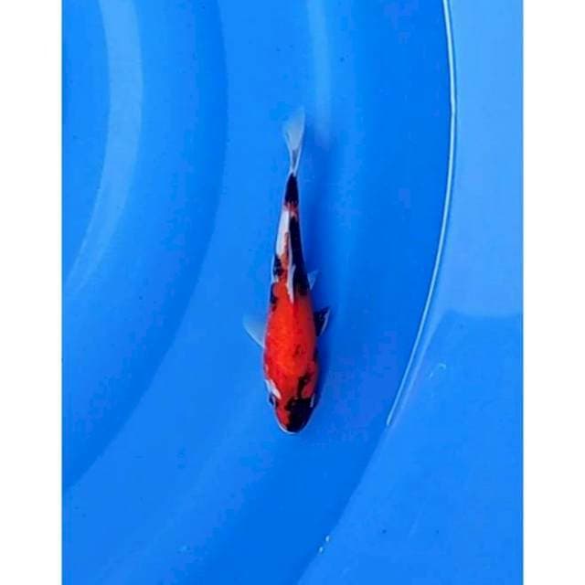 Minio Showa Strong 19cm
