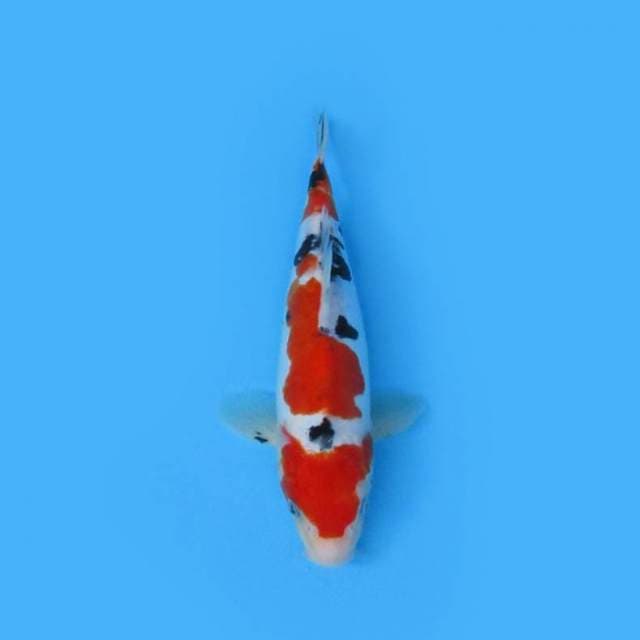 24CM - MARUTEN SANKE DOITSU