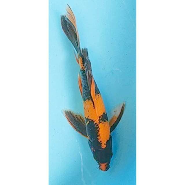 Kumpay Utsuri 32cm