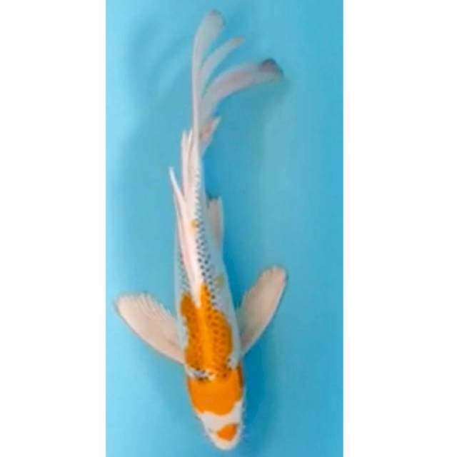 Kumpay Hariwake 30cm