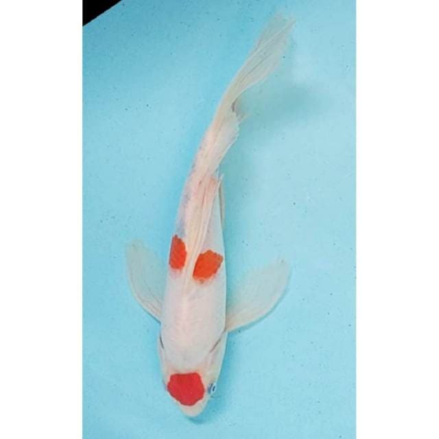 Kumpay Maruten 30cm