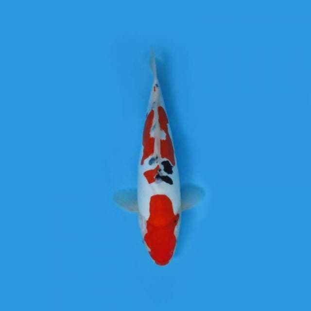 34CM - MARUTEN SANKE