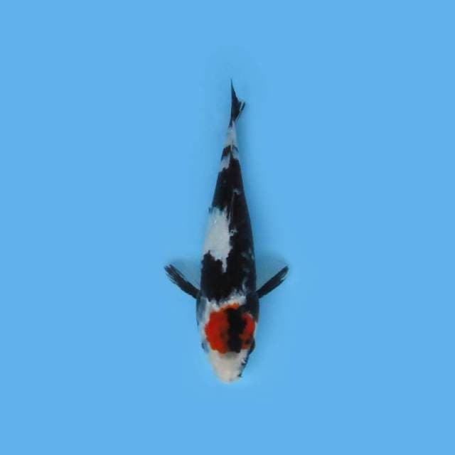 25CM - TANCHO SHOWA