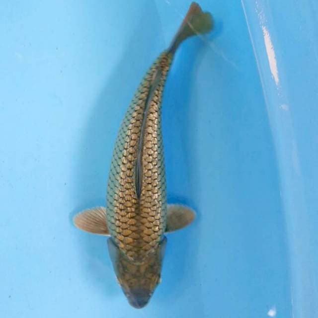 Soragoi Ginrin 30cm