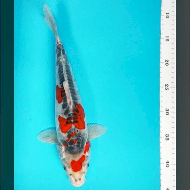 Beni kiko 34cm