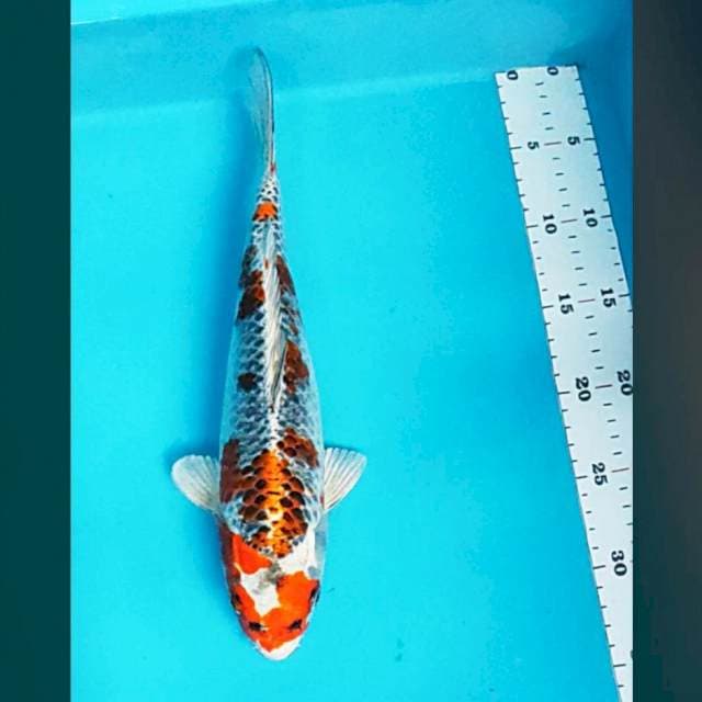 Kujaku 33cm