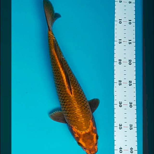 Chagoi merah 34cm