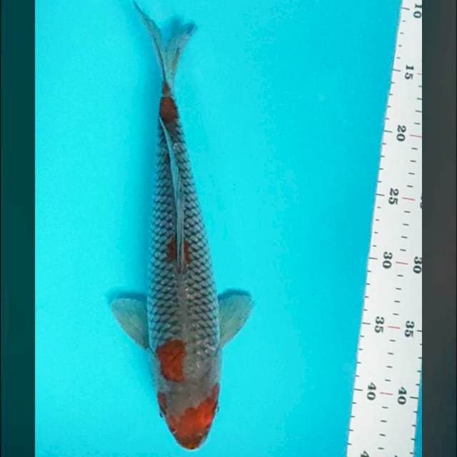 Ochiba shigure 32cm male