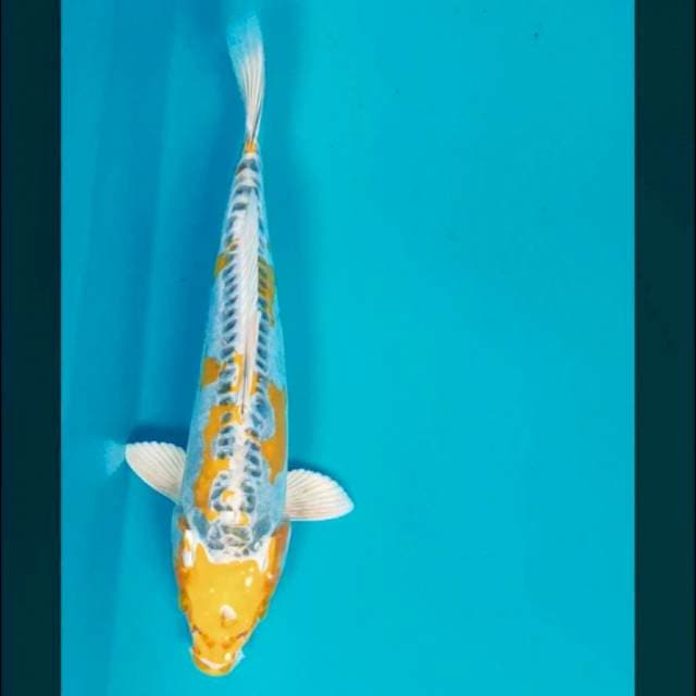 Yellow kiko jos 27cm male