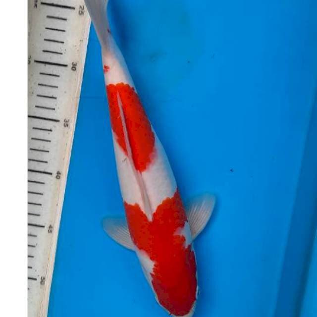 Kohaku 32cm