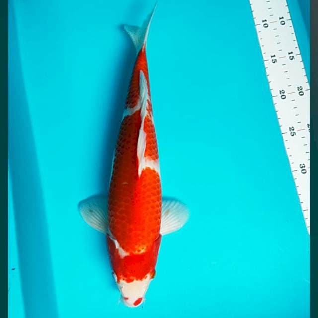 Kohaku strong 36cm male