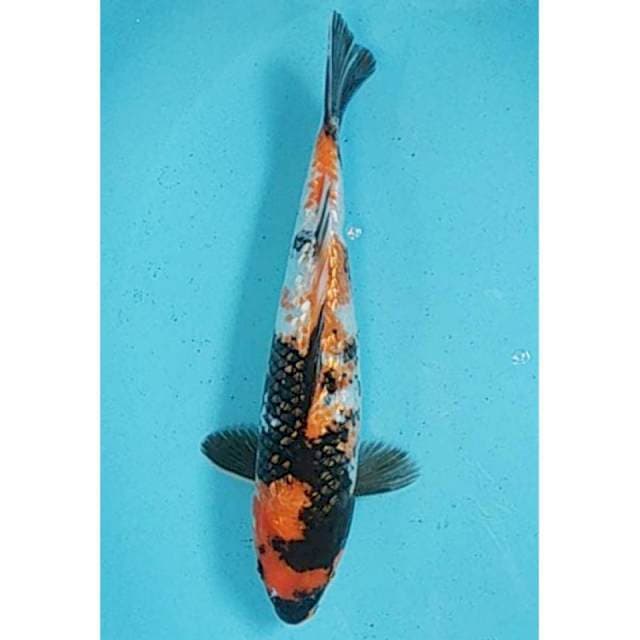 Showa Ginrin 30cm