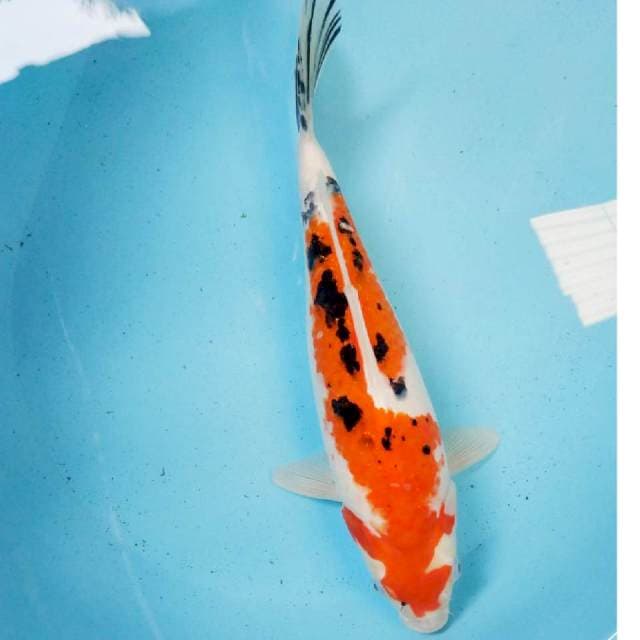 Sanke Jantan 33cm