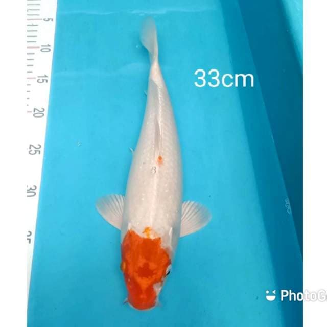 Tancho kohaku Hikari 33cm