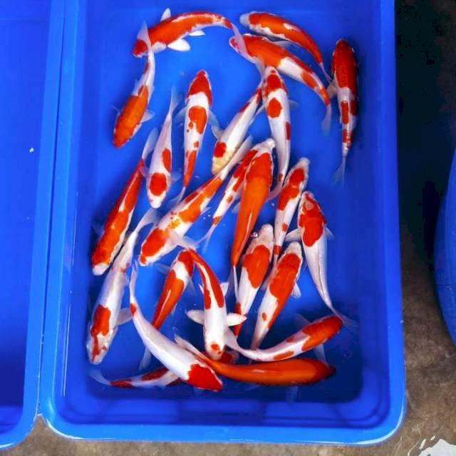 Doitsu kohaku merah 25ekor 20-25cm