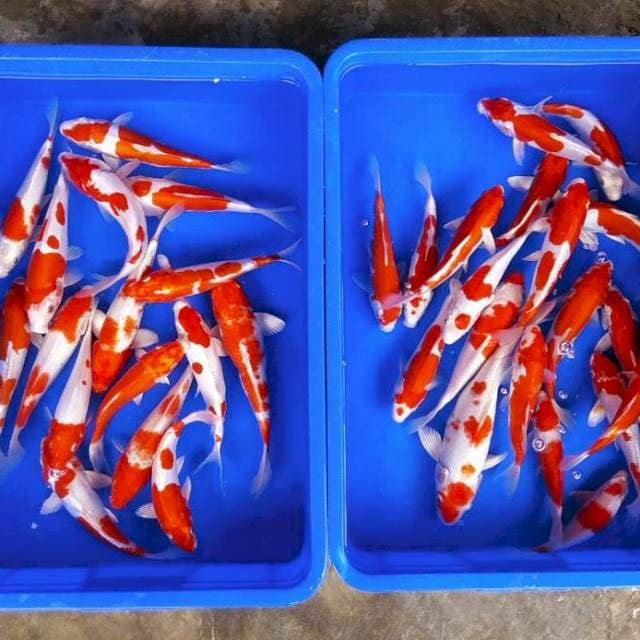 35ekor doitsu kohaku size 25bu