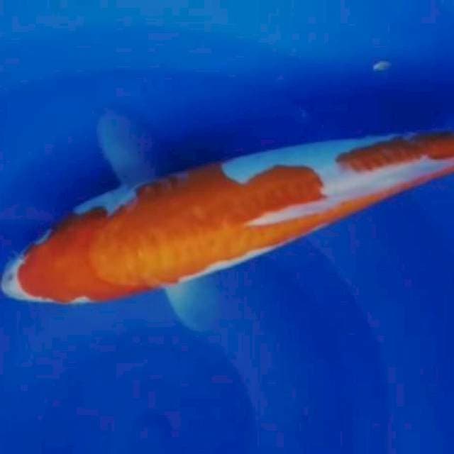 Kohaku doit 35cm