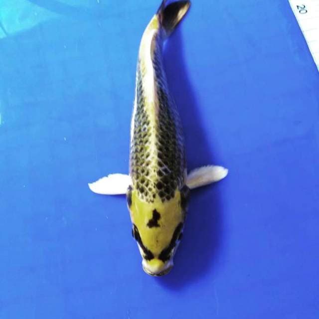 Kin matsuba