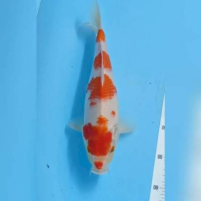 Kohaku