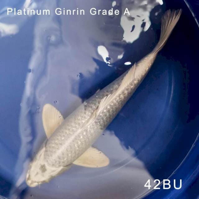 Platinum Ginrin - Grade A