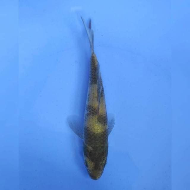Marusei Ki Utsuri