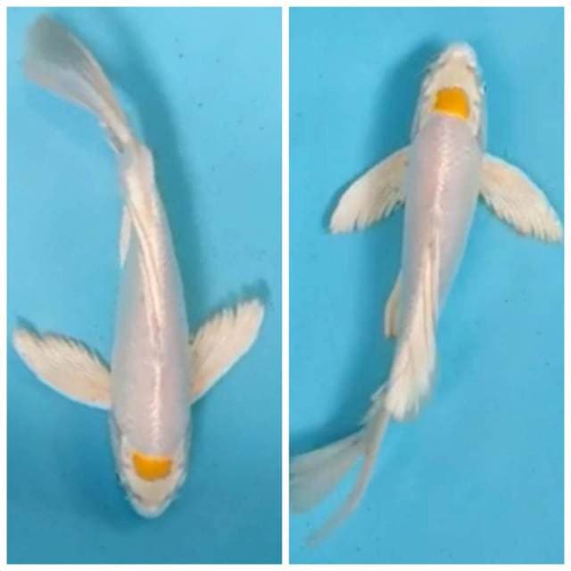 Kumpay Tancho Hariwake 30cm