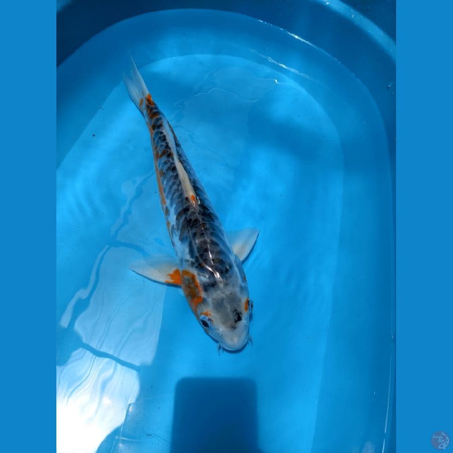 shusui sisik naga 40cm