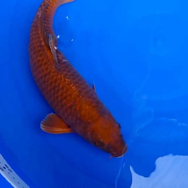 Chagoi Tembaga 41 cm