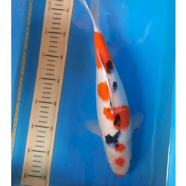 Sanke 38cm