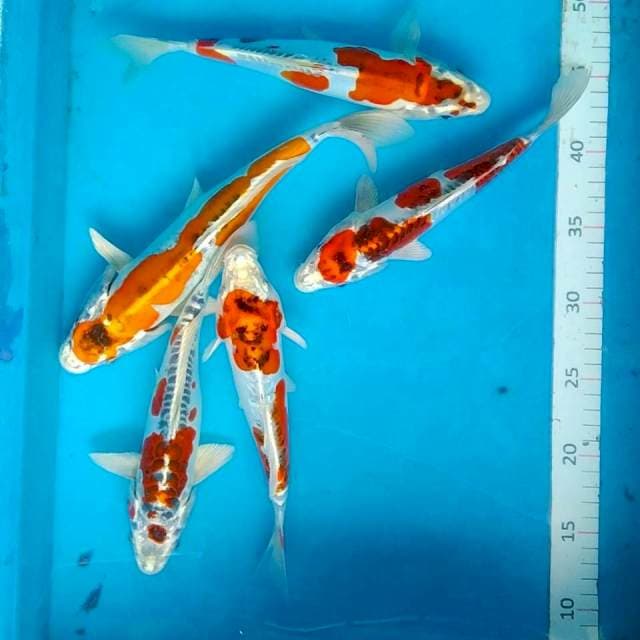 Paket beni kikokuryu 25-28cm 5 ekor