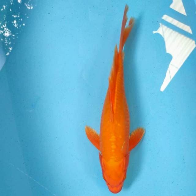Orenji Doits 39cm