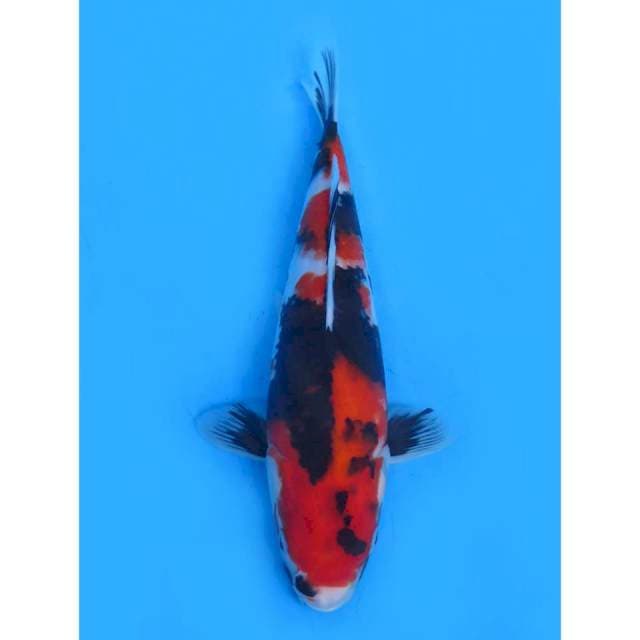 Showa Strong - 30cm Male